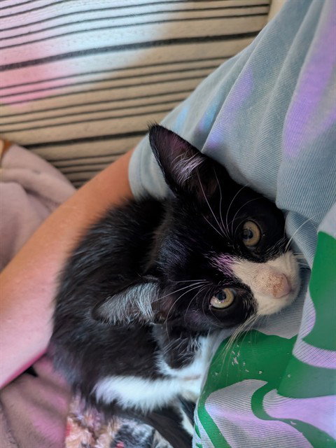 MOCHI