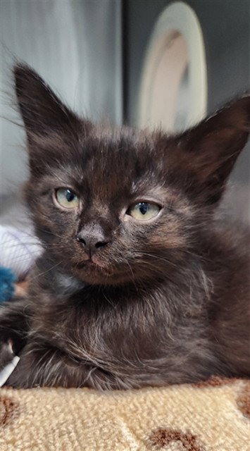 CHULO, Baby Domestic Short Hair (medium coat), cat for adoption in Fort Walton Beach, Florida