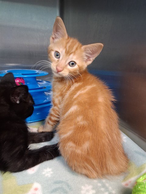 SIMBA