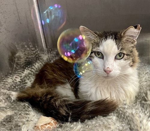 AMBERJACK, Adult Domestic Long Hair (medium coat), cat for adoption in Fort Walton Beach, Florida