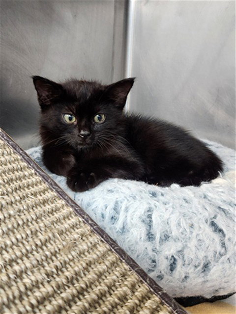 LEMON PEPPA STEPPA, Baby Domestic Medium Hair (medium coat), cat for adoption in Fort Walton Beach, Florida