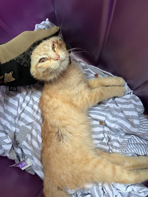NEMESIS, Baby Domestic Short Hair (medium coat), cat for adoption in Fort Walton Beach, Florida