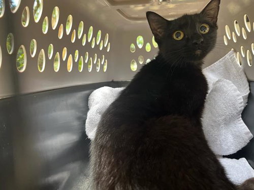 KARMA, Young Domestic Short Hair (medium coat), cat for adoption in Fort Walton Beach, Florida