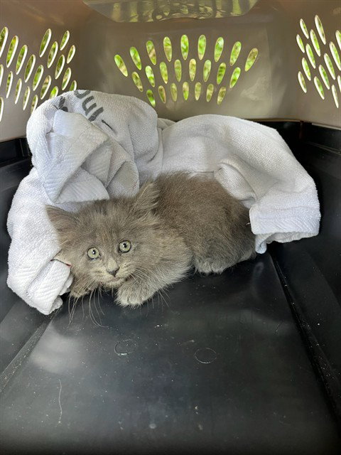 NOODLE, Baby Domestic Medium Hair (medium coat), cat for adoption in Fort Walton Beach, Florida