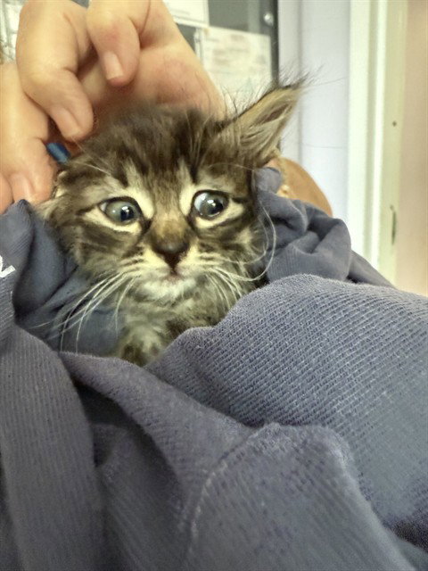 COOKIE, Baby Domestic Medium Hair (medium coat), cat for adoption in Fort Walton Beach, Florida