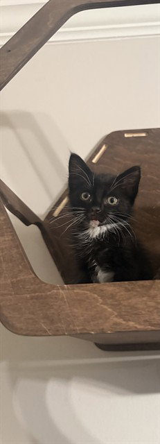 WEEVIL, Baby Domestic Medium Hair (medium coat), cat for adoption in Fort Walton Beach, Florida