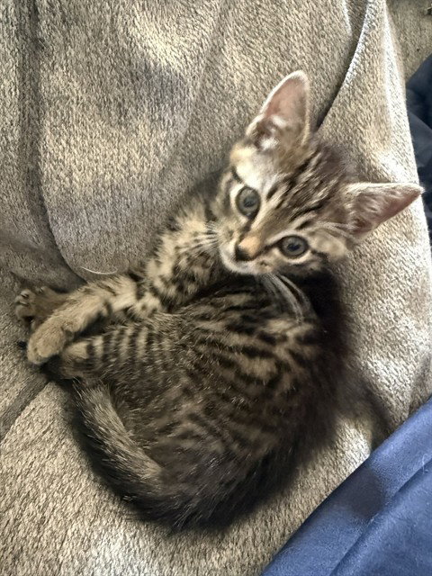 WORM, Baby Domestic Short Hair (medium coat), cat for adoption in Fort Walton Beach, Florida