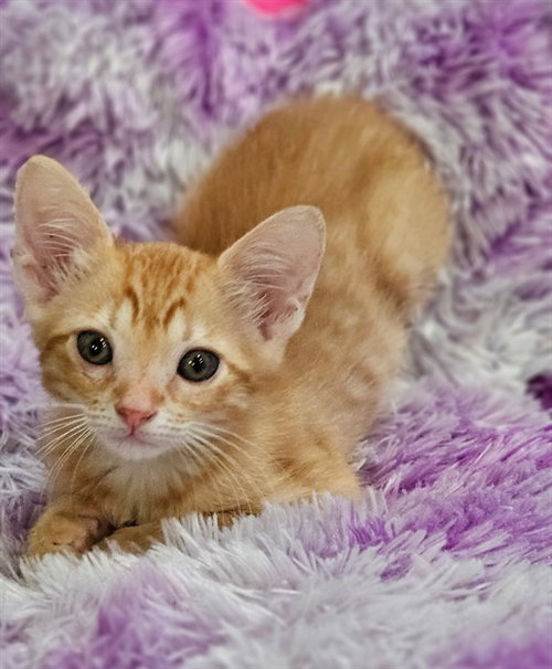 JULIUS, Baby Domestic Short Hair (medium coat), cat for adoption in Fort Walton Beach, Florida