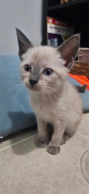 GELATO, Baby Domestic Short Hair (medium coat), cat for adoption in Fort Walton Beach, Florida