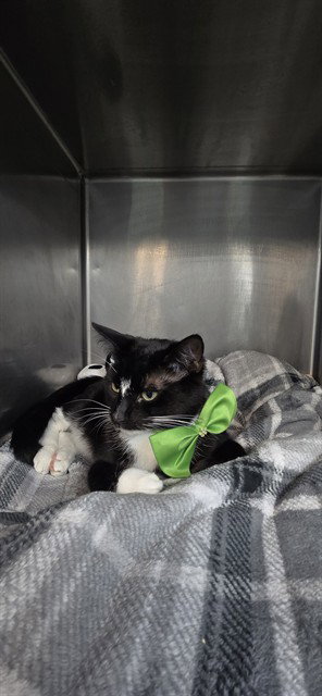 MAX, an adoptable Domestic Short Hair in Fort Walton Beach, FL