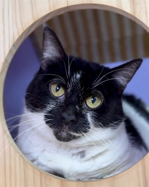 GYPSY, an adoptable Domestic Short Hair in Fort Walton Beach, FL