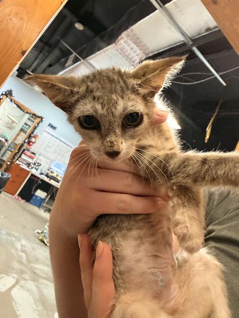 KATIE, an adoptable Domestic Short Hair in Fort Walton Beach, FL