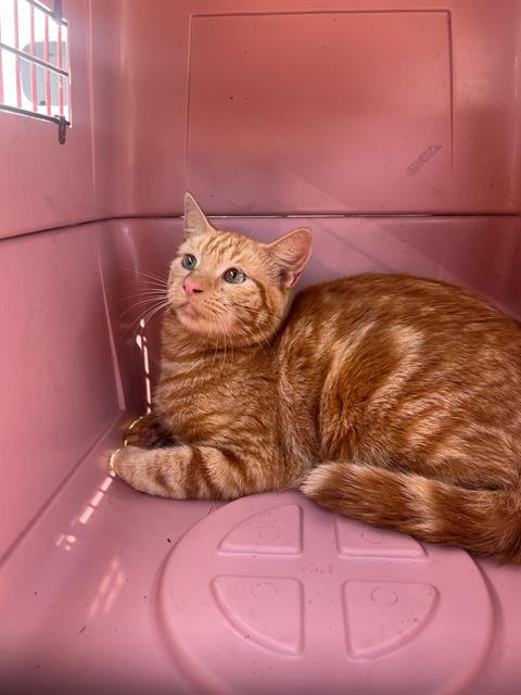 GINGER, an adoptable Domestic Short Hair in Fort Walton Beach, FL