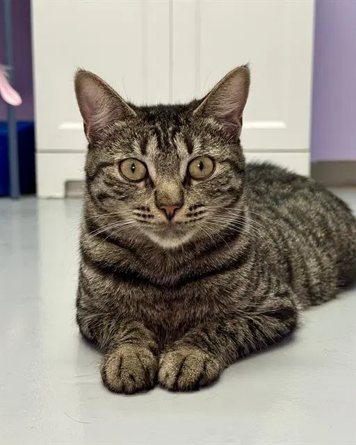 Drizella - Domestic Short Hair