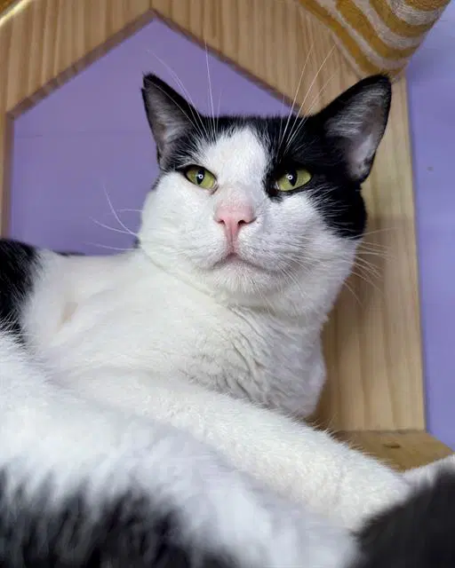 Mischief - Domestic Short Hair
