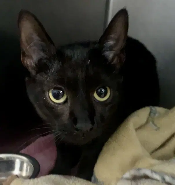 Nezuko - Domestic Short Hair