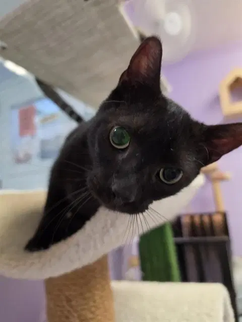 Dracula - Domestic Short Hair