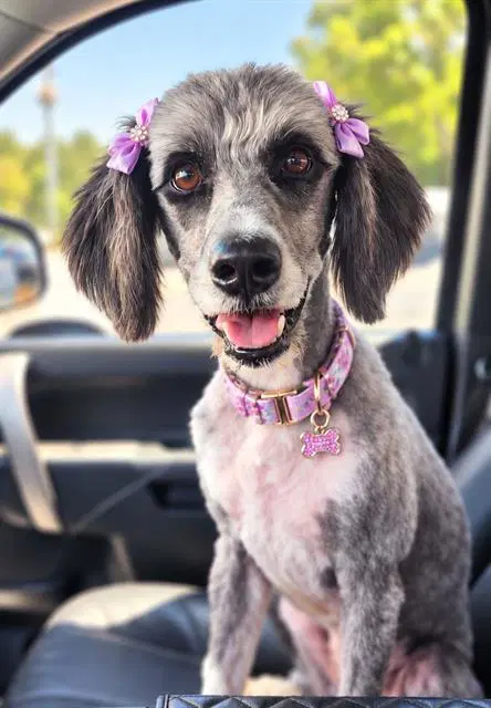 Sally - Australian Shepherd