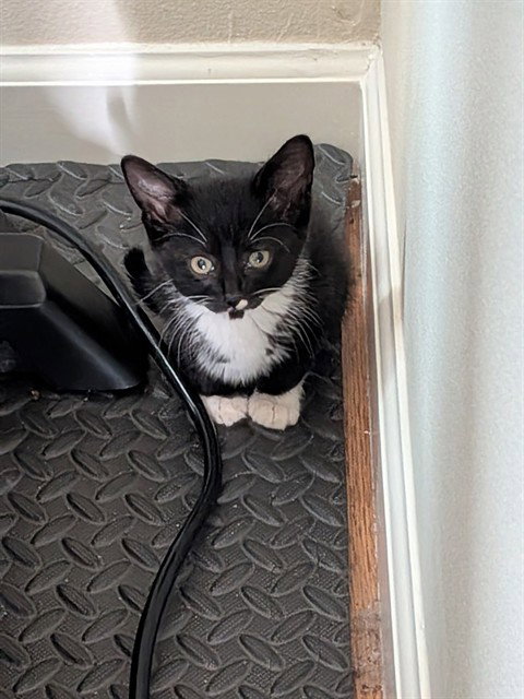 OREO