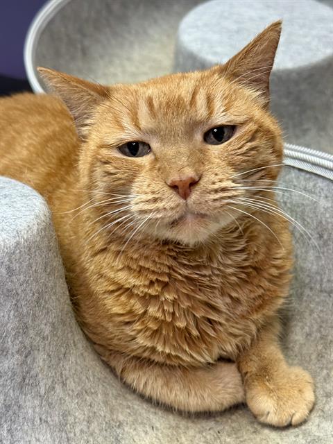picture of the cat needing adoption