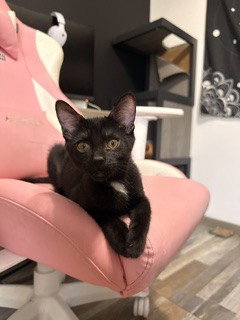picture of the cat needing adoption
