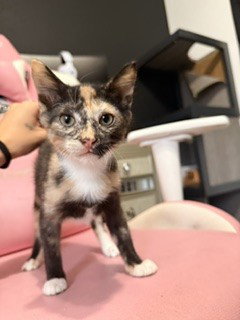 picture of the cat needing adoption