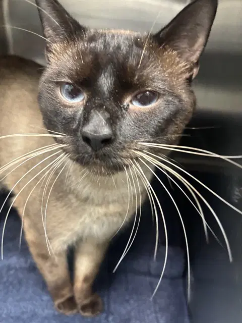 Zilo - Domestic Short Hair