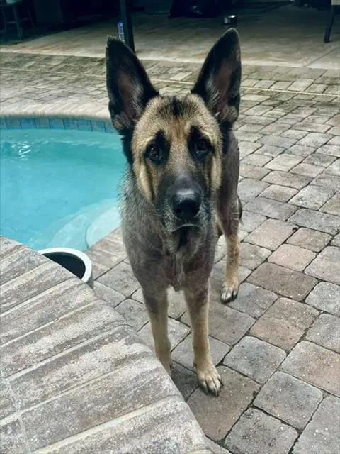Bailey - German Shepherd Dog