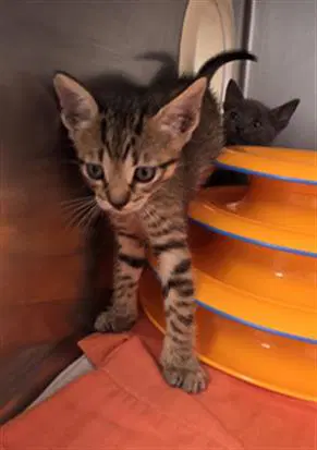 Kaan - Domestic Short Hair