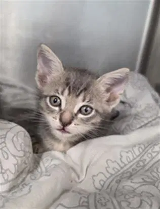 Raeve - Domestic Short Hair