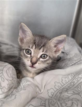 picture of the cat needing adoption