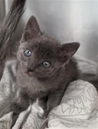 picture of the cat needing adoption