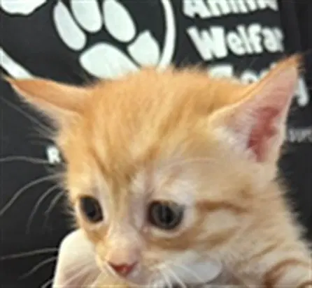 Jennie - Domestic Short Hair