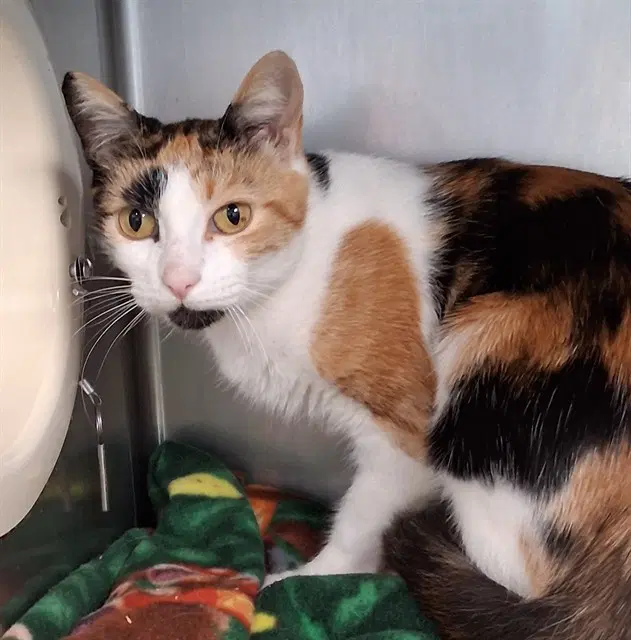 Zuzu - Domestic Short Hair
