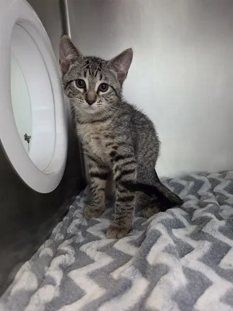 Morningstar - Domestic Short Hair