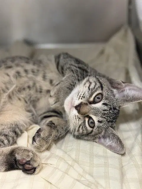 Morningstar - Domestic Short Hair
