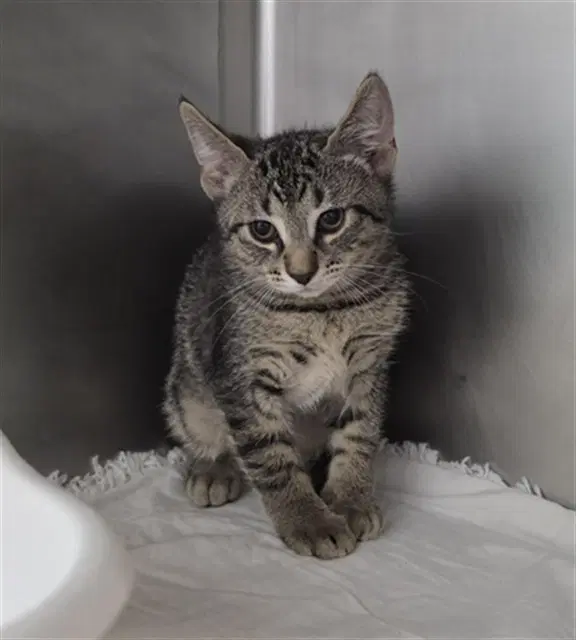 Alastor - Domestic Short Hair