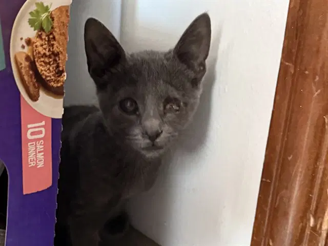 Eyeris - Domestic Short Hair