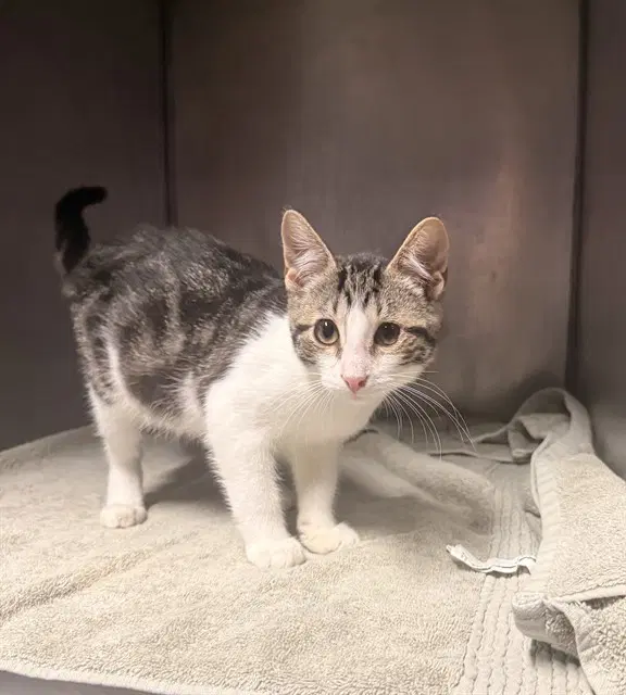 Chong - Domestic Short Hair