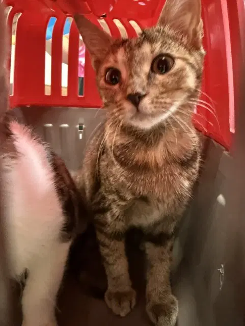 Summer - Domestic Short Hair