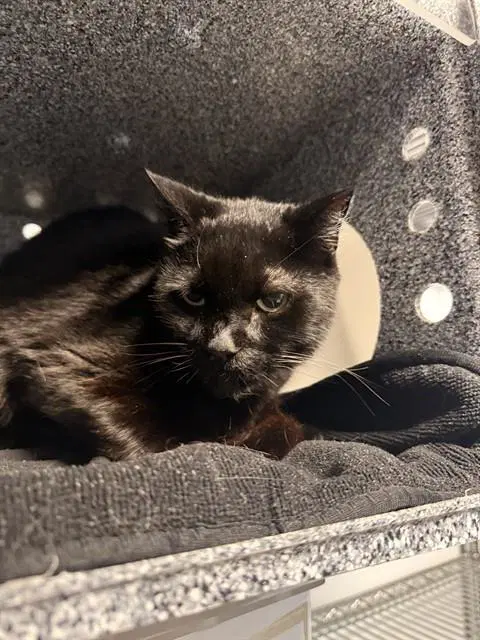 Speckles - Domestic Short Hair