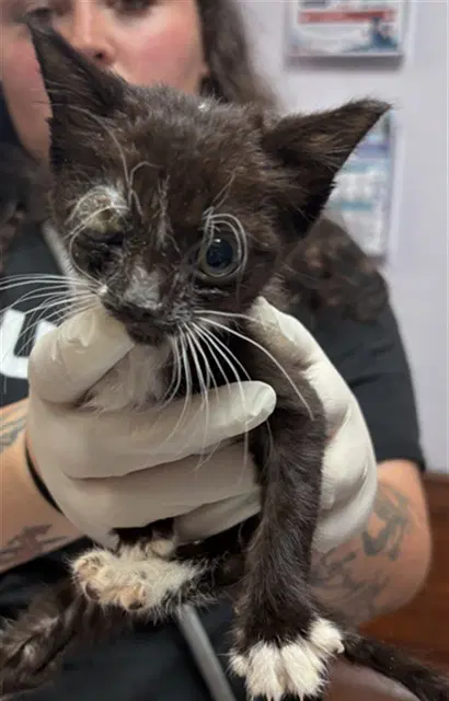 Captain Yoho - Domestic Short Hair