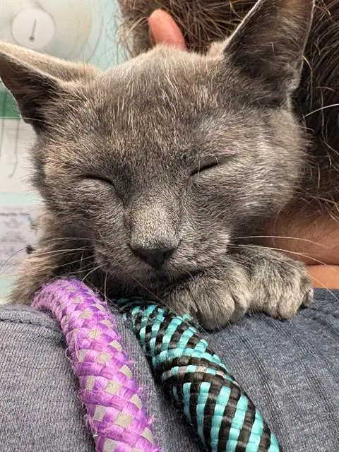 Sterling - Domestic Short Hair