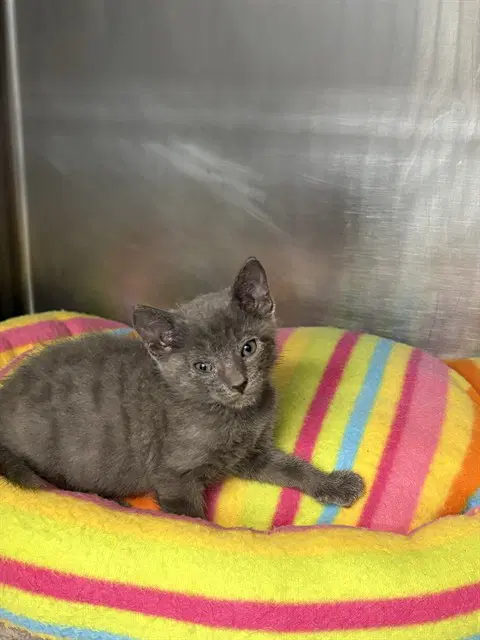 Jug - Domestic Short Hair