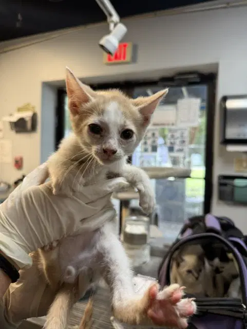 Greed - Domestic Short Hair