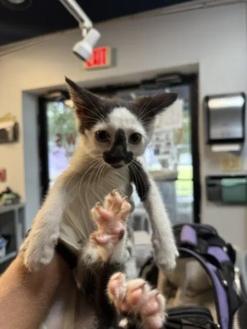 Sloth - Domestic Short Hair