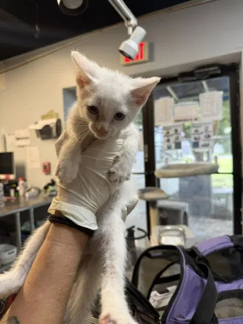 Wrath - Domestic Short Hair