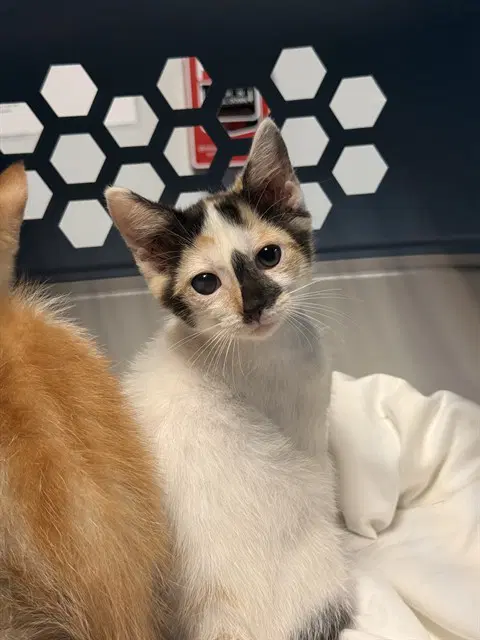 Rukia - Domestic Short Hair