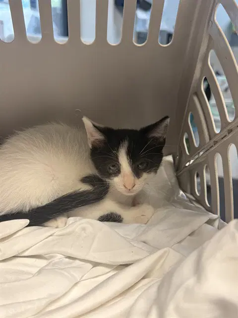 Jeepers - Domestic Short Hair