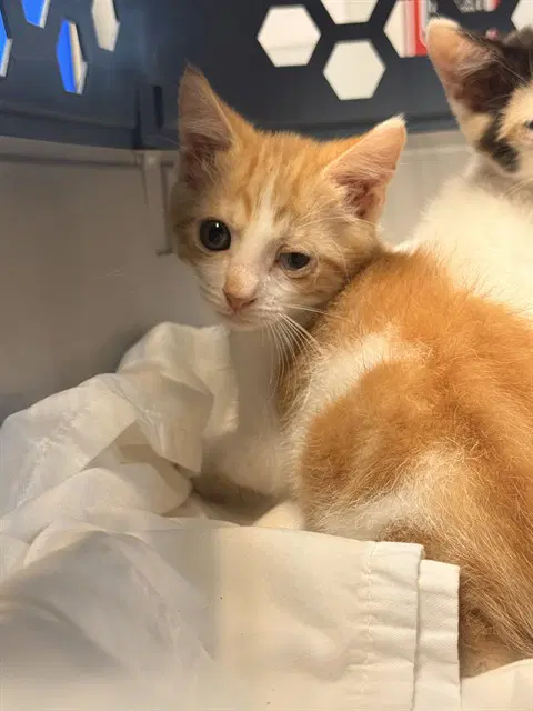 Renji - Domestic Short Hair